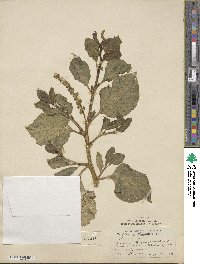 Phytolacca americana image