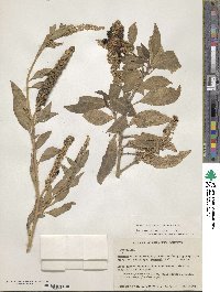 Phytolacca icosandra image