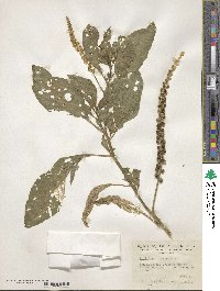 Phytolacca icosandra image