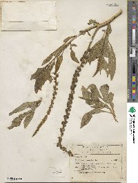 Phytolacca icosandra image