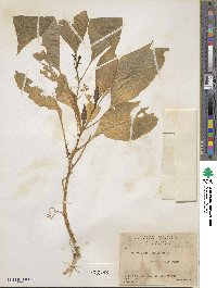 Phytolacca icosandra image