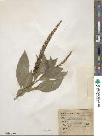 Phytolacca icosandra image