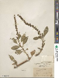 Phytolacca icosandra image