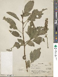 Phytolacca icosandra image