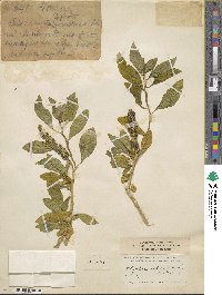 Phytolacca icosandra image