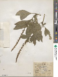 Phytolacca icosandra image