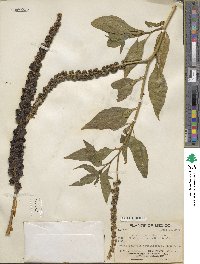 Phytolacca icosandra image