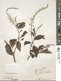 Phytolacca rivinoides image