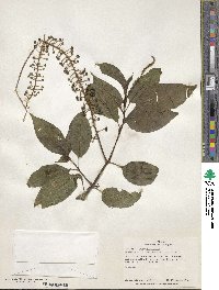 Phytolacca rivinoides image