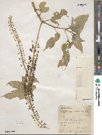 Phytolacca rivinoides image