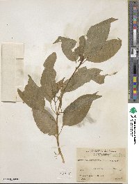 Phytolacca rivinoides image