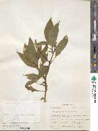 Phytolacca rugosa image