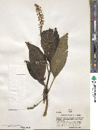 Phytolacca rugosa image