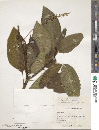 Phytolacca icosandra image