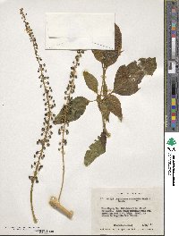 Phytolacca rivinoides image