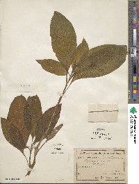 Phytolacca bogotensis image