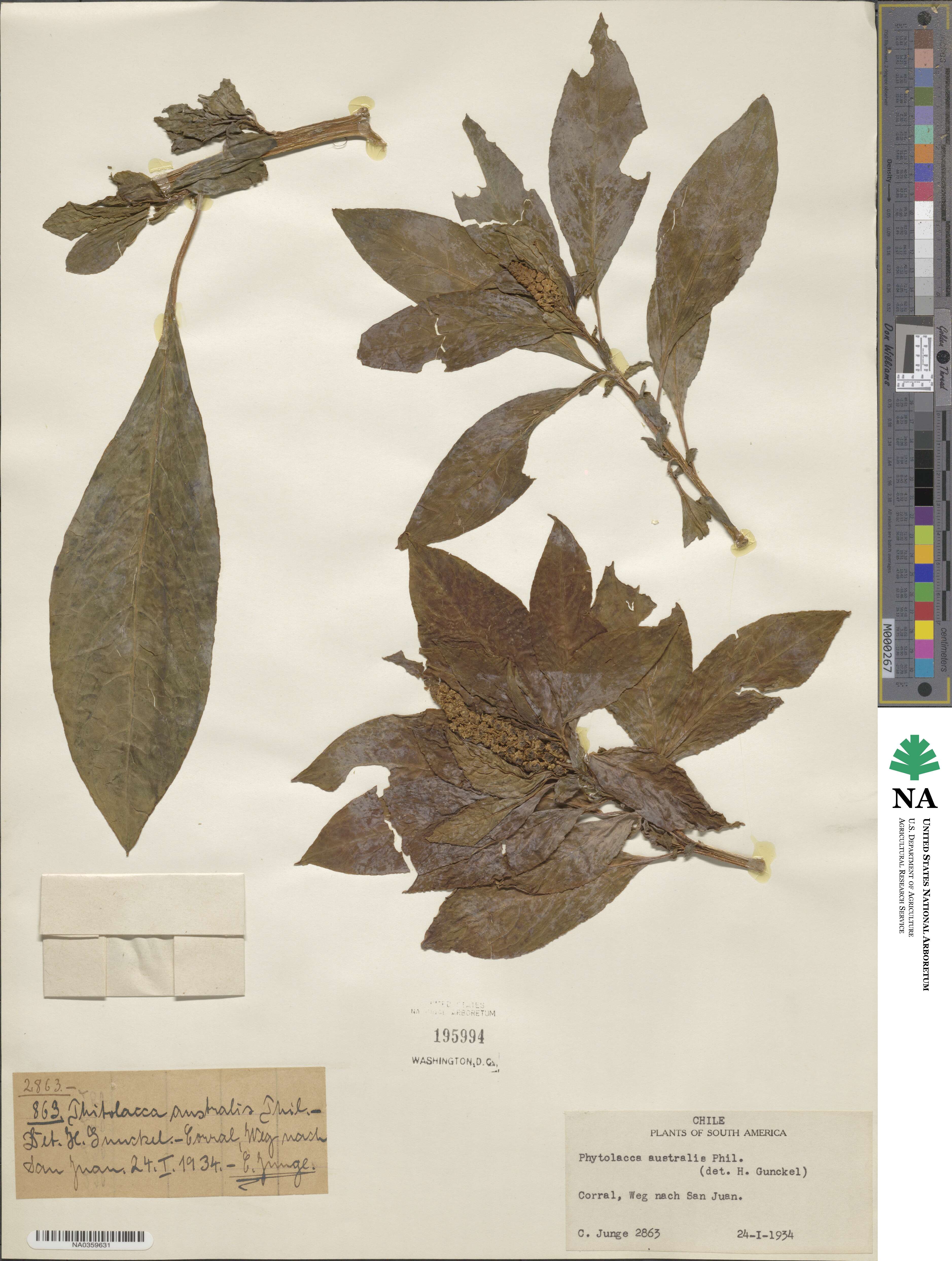 Phytolacca bogotensis image