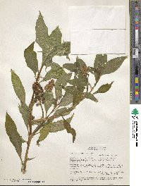 Phytolacca bogotensis image