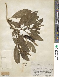 Phytolacca bogotensis image