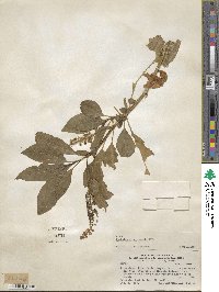 Phytolacca bogotensis image