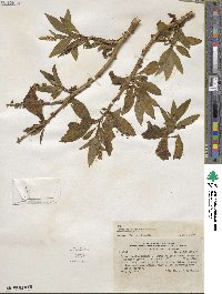 Phytolacca bogotensis image