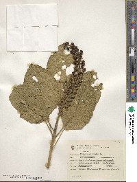 Phytolacca dioica image