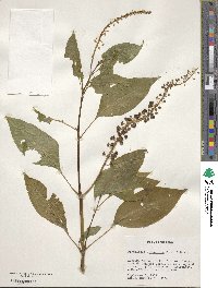 Phytolacca rivinoides image