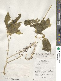 Phytolacca rivinoides image