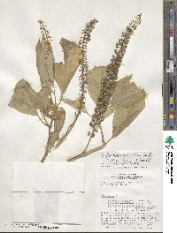 Phytolacca rivinoides image