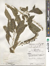 Phytolacca rivinoides image