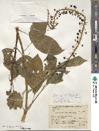 Phytolacca rivinoides image