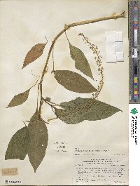 Phytolacca rivinoides image