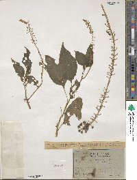 Phytolacca rivinoides image