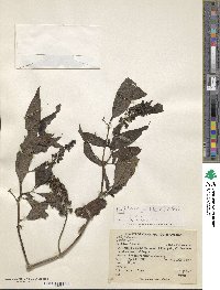 Phytolacca rugosa image