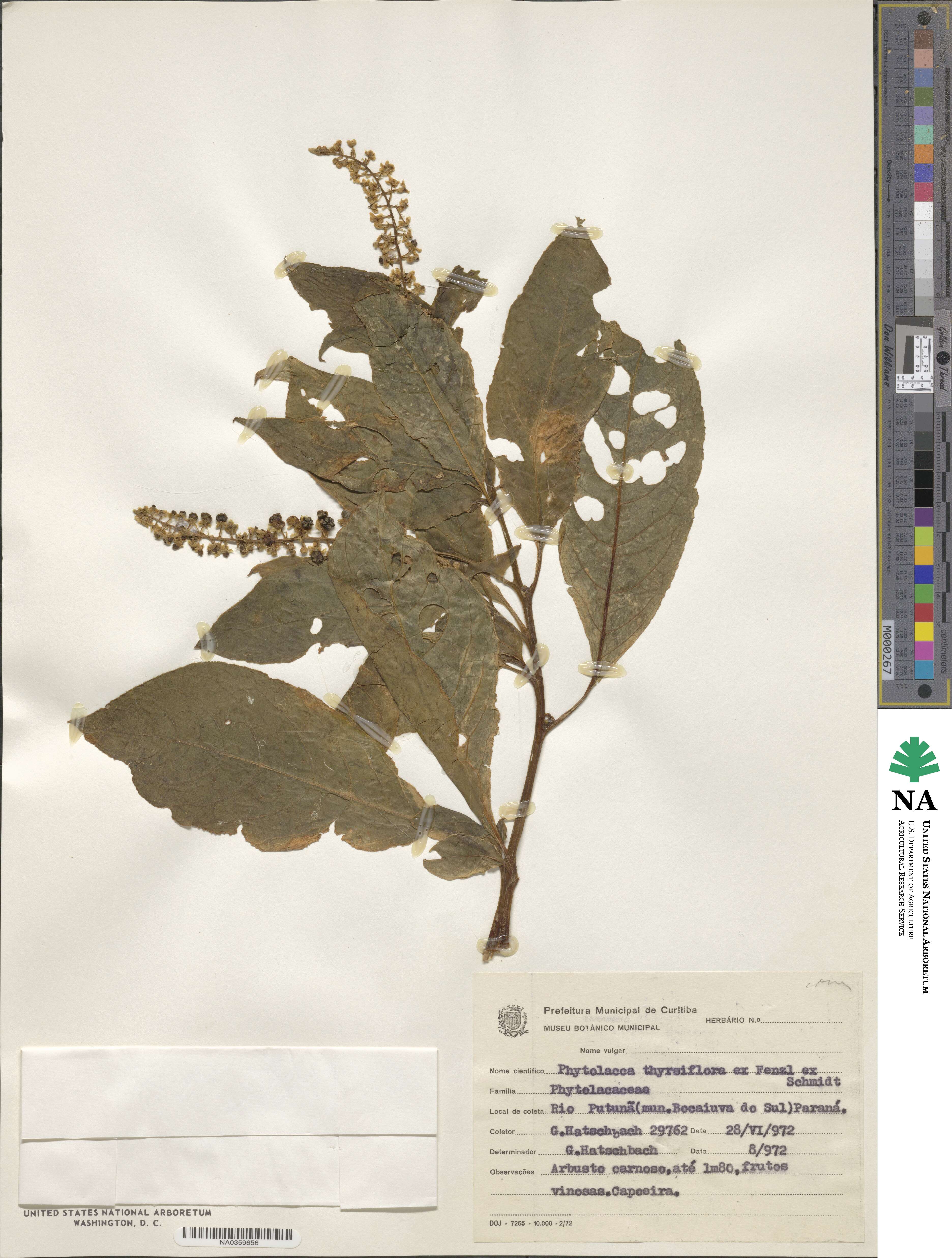 Phytolacca thyrsiflora image