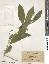 Phytolacca americana image