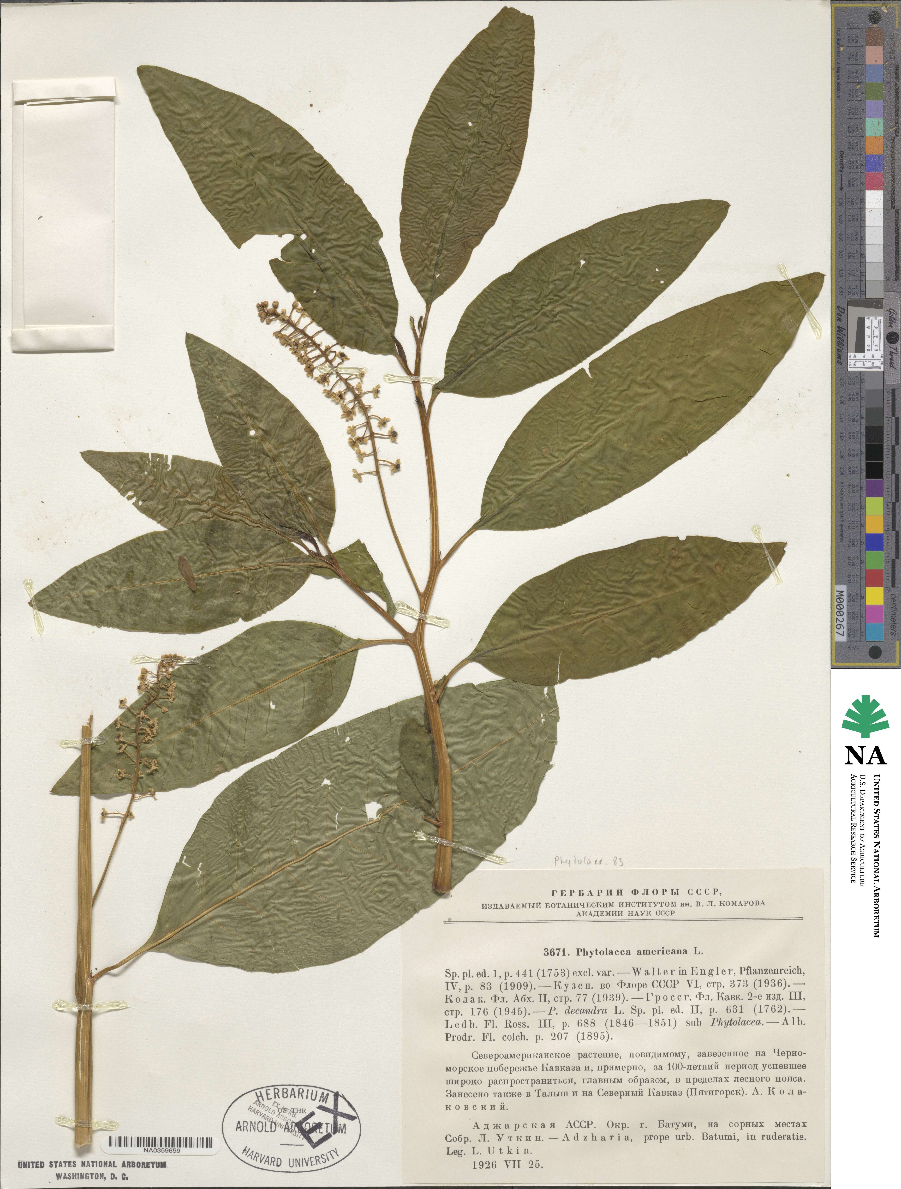 Phytolacca americana image