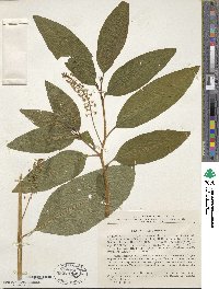 Phytolacca americana image