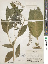 Phytolacca americana image