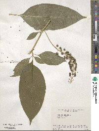 Phytolacca americana image