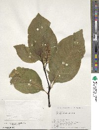 Phytolacca acinosa var. esculenta image