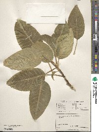 Phytolacca dioica image