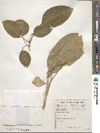 Phytolacca dioica image