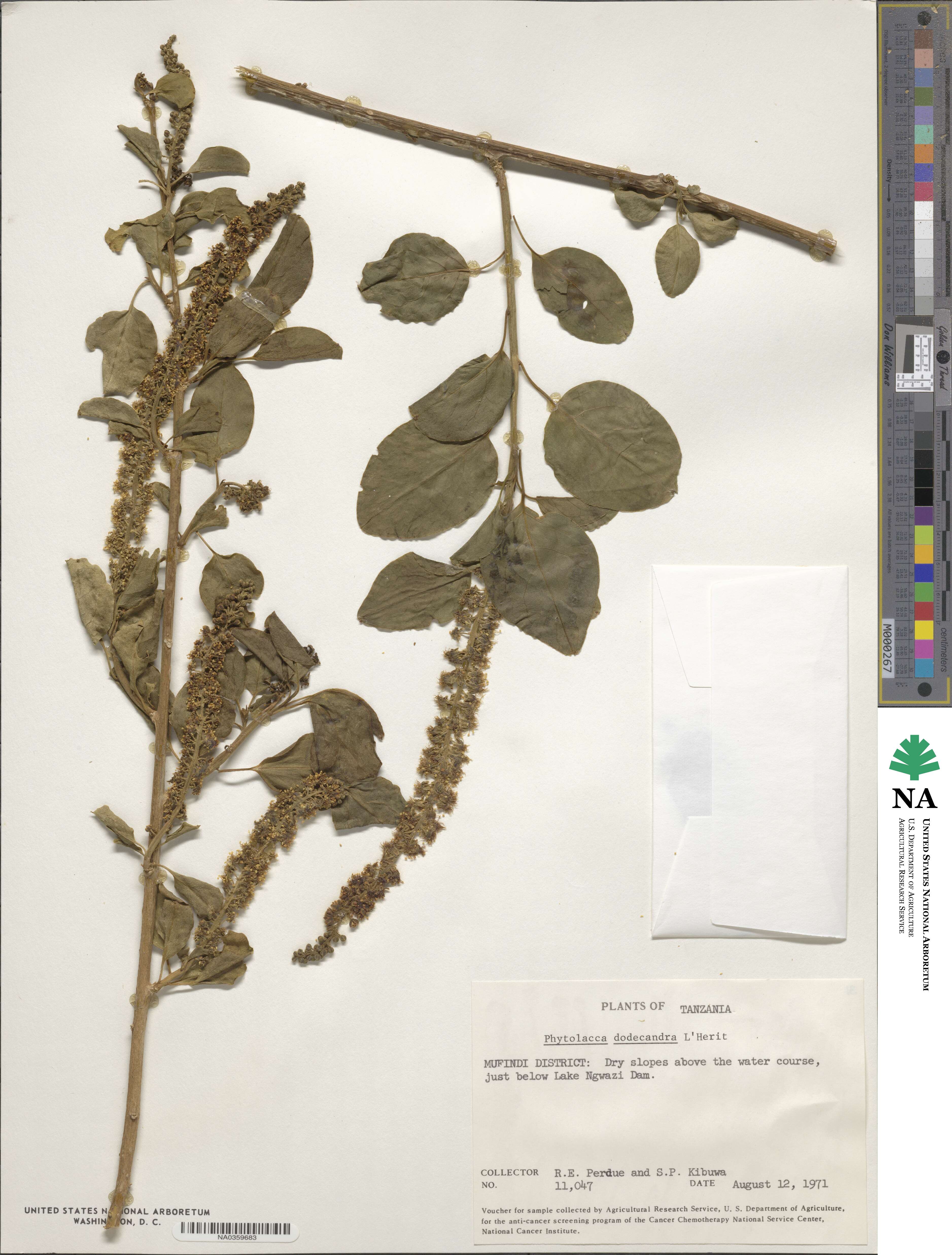 Phytolacca dodecandra image