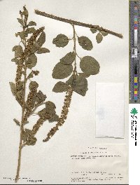 Phytolacca dodecandra image