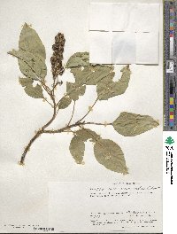 Phytolacca dodecandra image