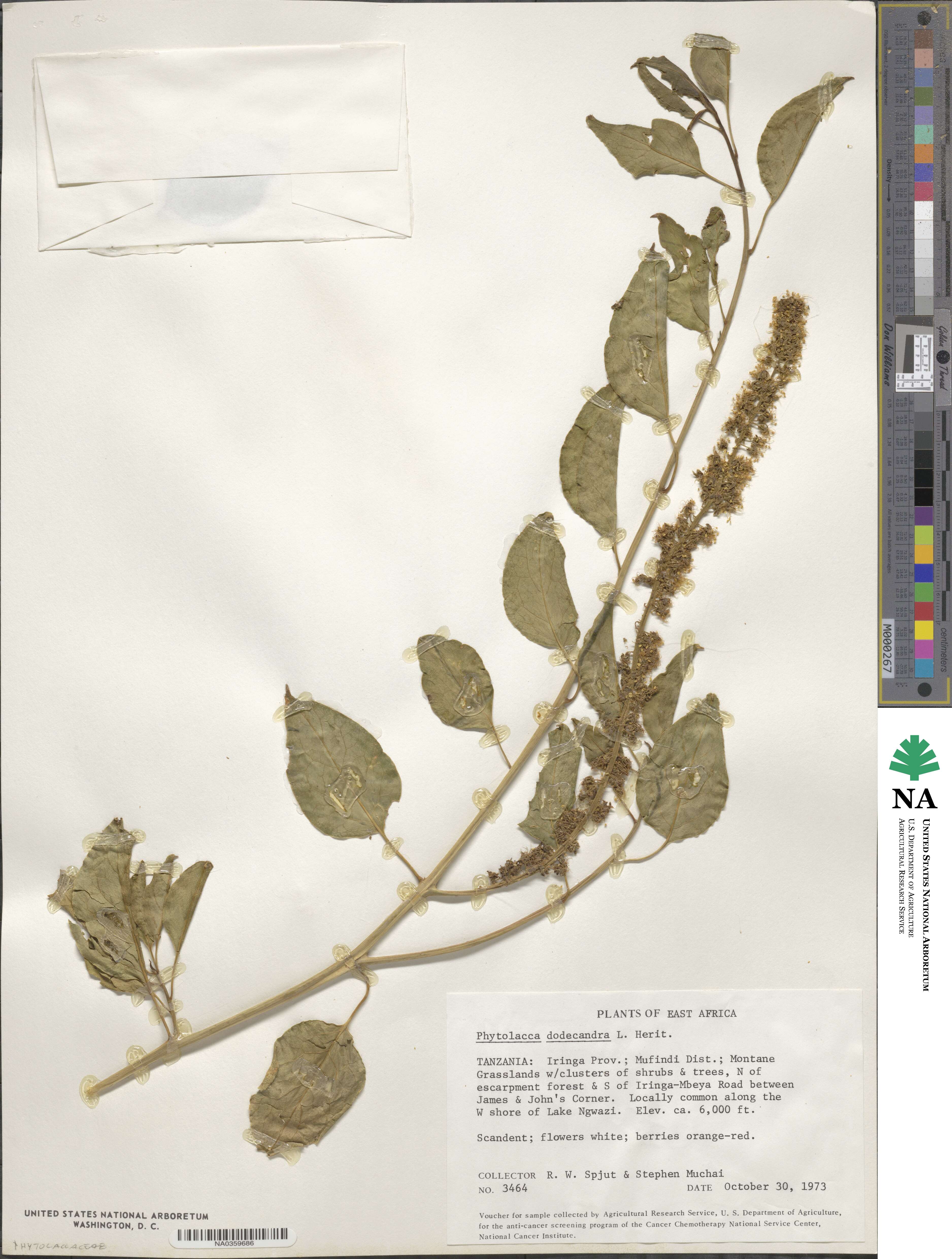 Phytolacca dodecandra image