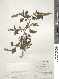 Phytolacca dodecandra image