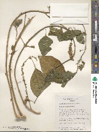 Phytolacca dodecandra image