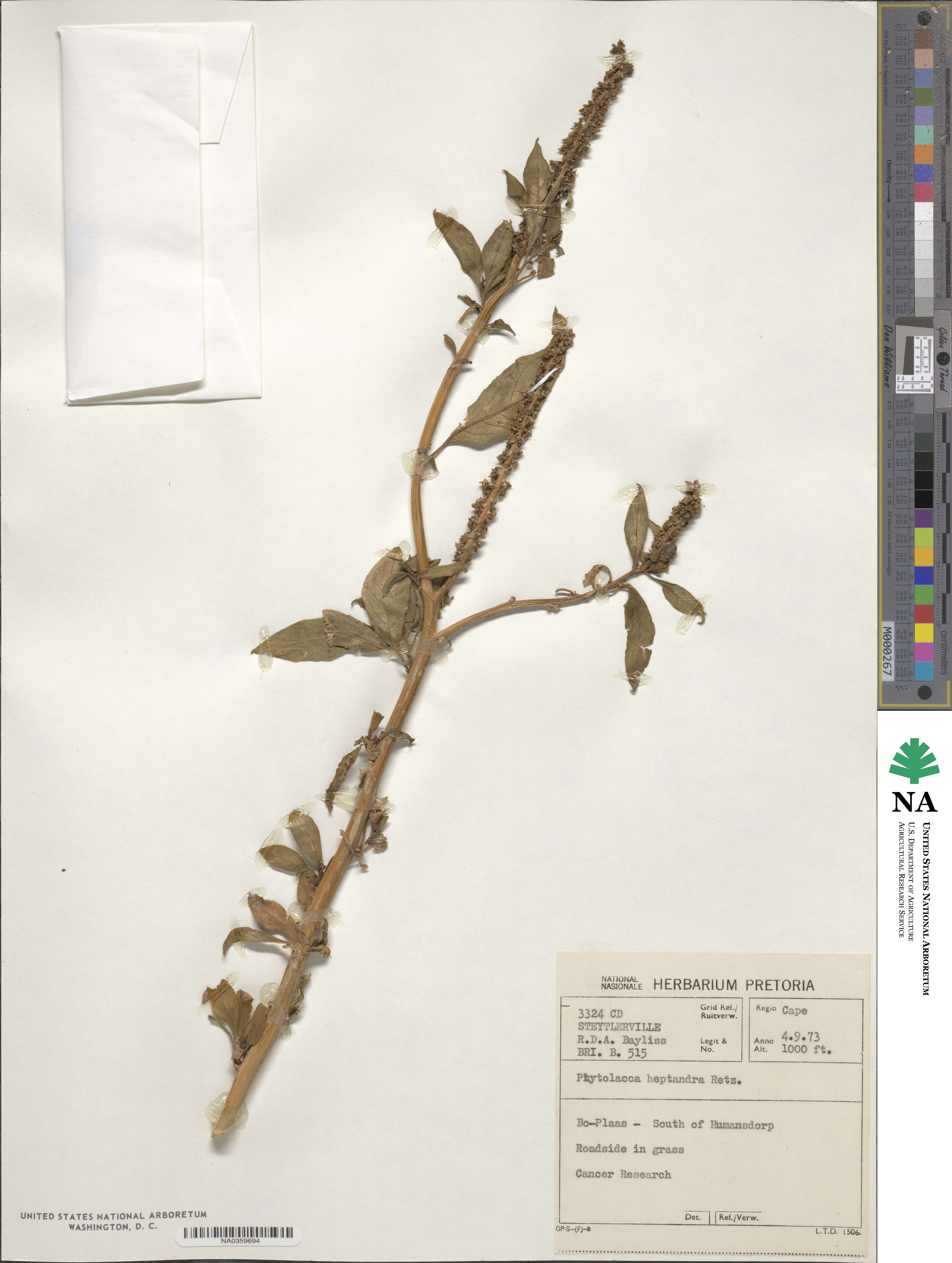 Phytolacca heptandra image